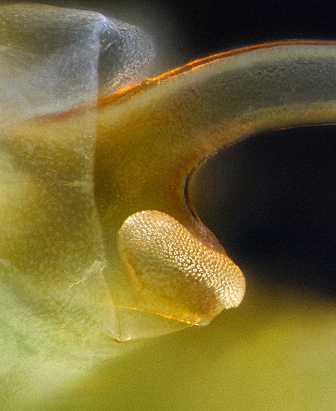 Photo of Eubranchipus intricatus by Ian Gardiner